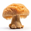 Lion’s Mane Mushroom (Premium Quality)