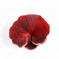 Reishi Mushroom