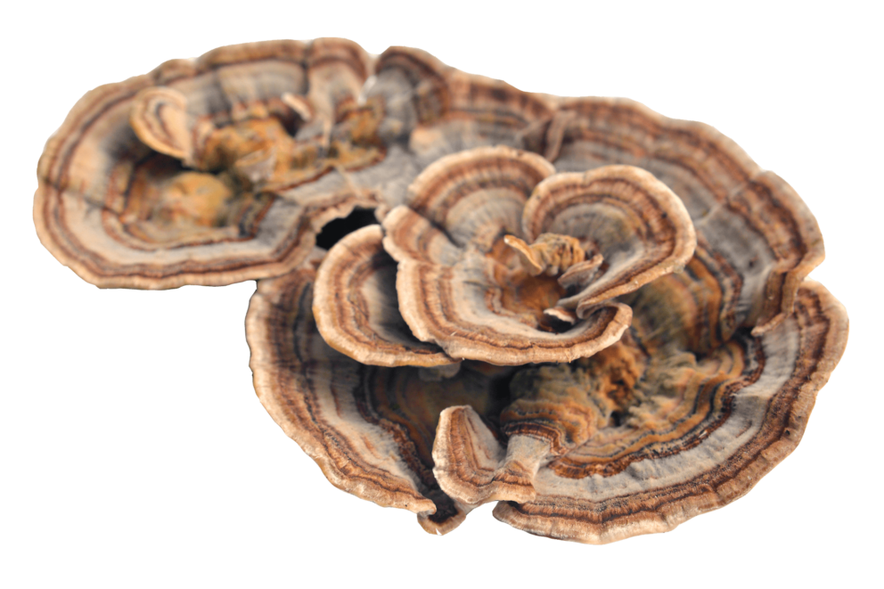 Turkey Tail Mushroom (Trametes versicolor) – Daily Immune Support