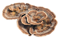 Turkey Tail Mushroom (Trametes versicolor) – Daily Immune Support